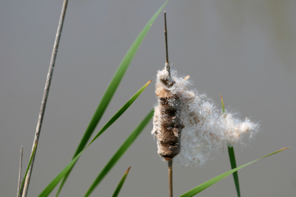 La massette ou Typha sp. est aussi appelée quenouille. C'est une plante caractéristique des zones humides © Nicolas Macaire / LPO